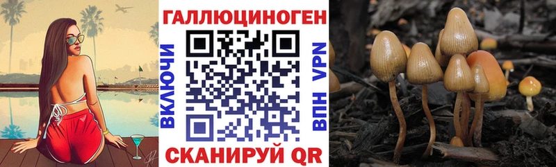 Псилоцибиновые грибы Psilocybine cubensis Очёр